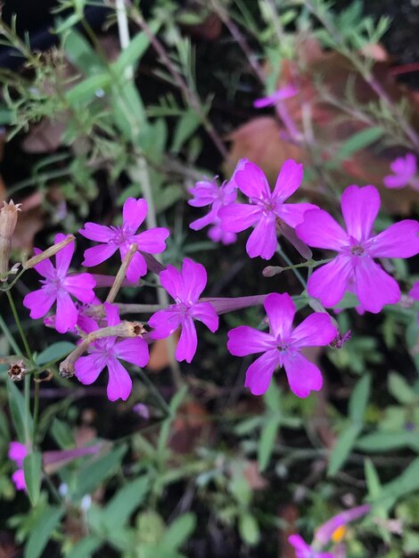 Close-up of pink flowering plants