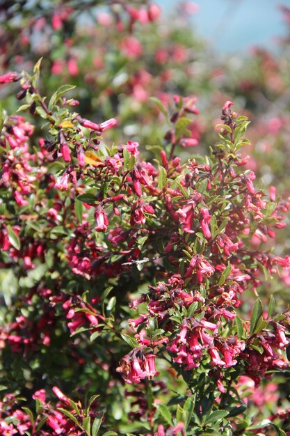 Photo close-up of pink flowering plants