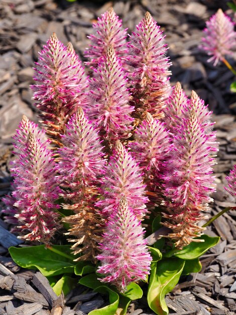 Photo close-up of pink flowering plants