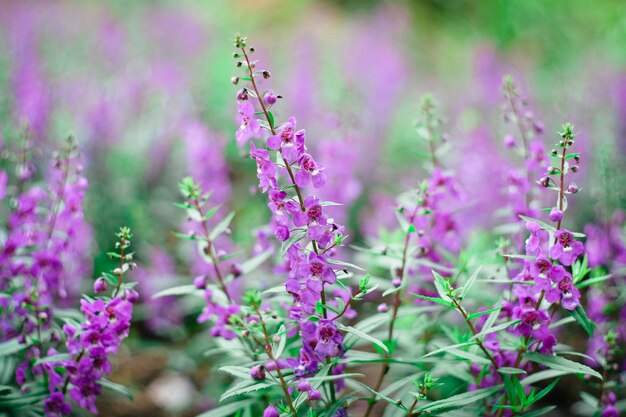 Close-up of pink flowering plants