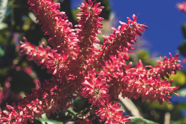 Photo close-up of pink flowering plants