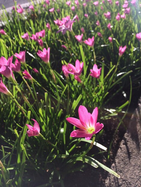 Close-up of pink flowering plants