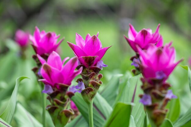 Close-up of pink flowering plants