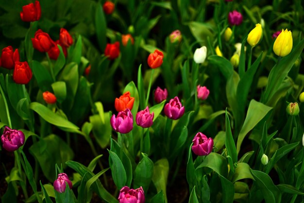 Close-up of pink flowering plants