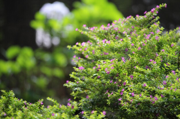 Photo close-up of pink flowering plants