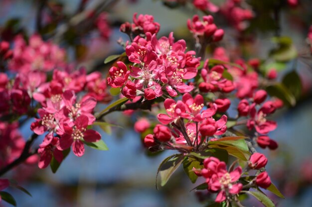 Foto prossimo piano di piante a fiori rosa