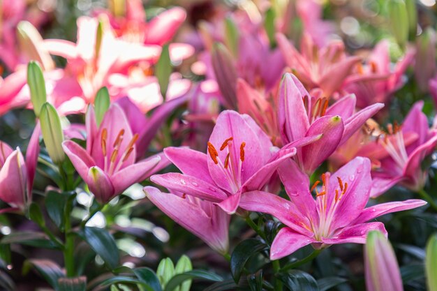 Photo close-up of pink flowering plants