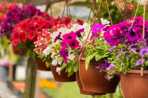 Close-up of pink flowering plants