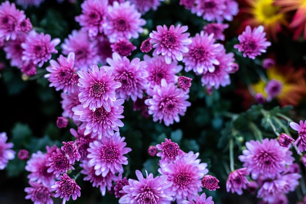 Close-up of pink flowering plants