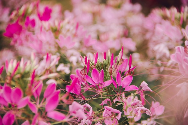 Foto prossimo piano di piante a fiori rosa
