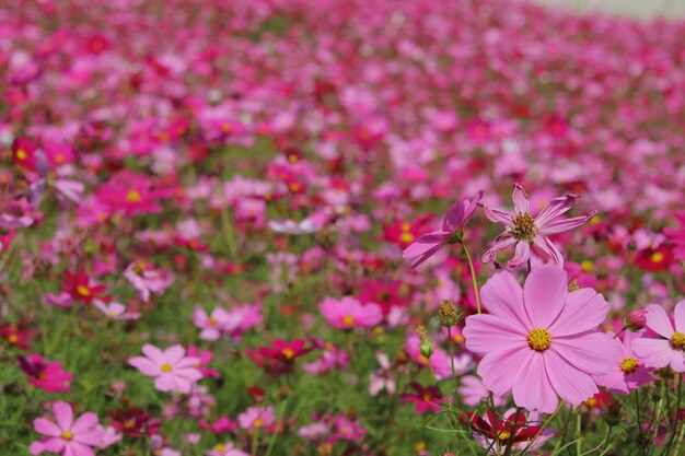 Photo close-up of pink flowering plants