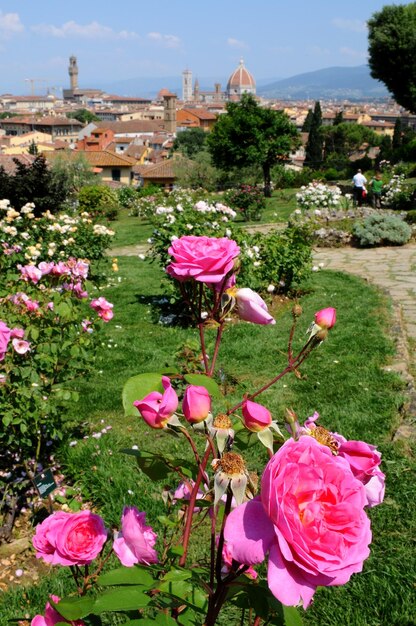 Foto prossimo piano di piante a fiori rosa