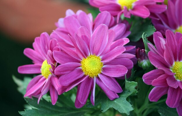 Prossimo piano di piante a fiori rosa