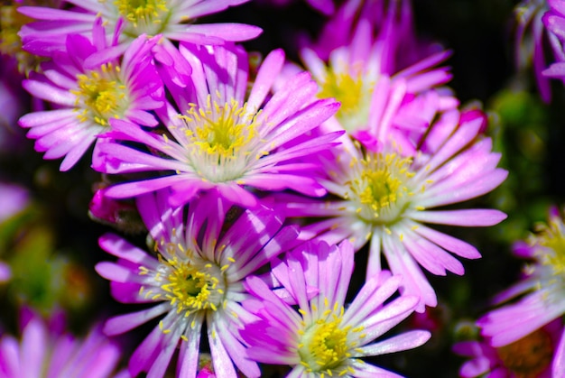 Close-up of pink flowering plants