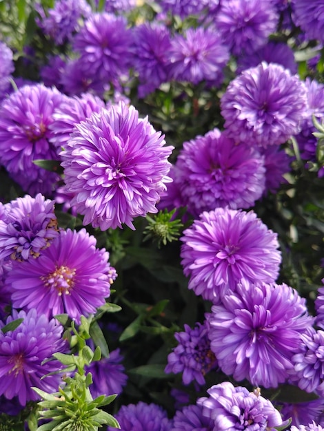 Photo close-up of pink flowering plants