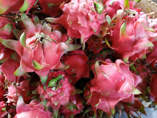 Close-up of pink flowering plants