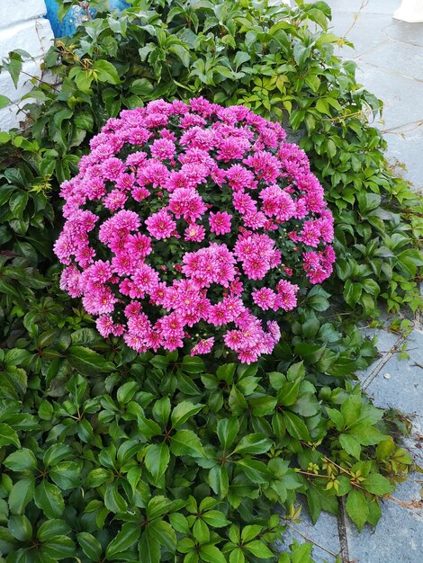 Close-up of pink flowering plants