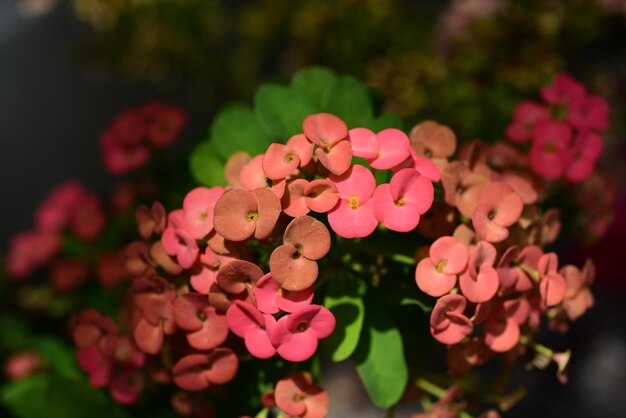 Foto prossimo piano di piante a fiore rosa