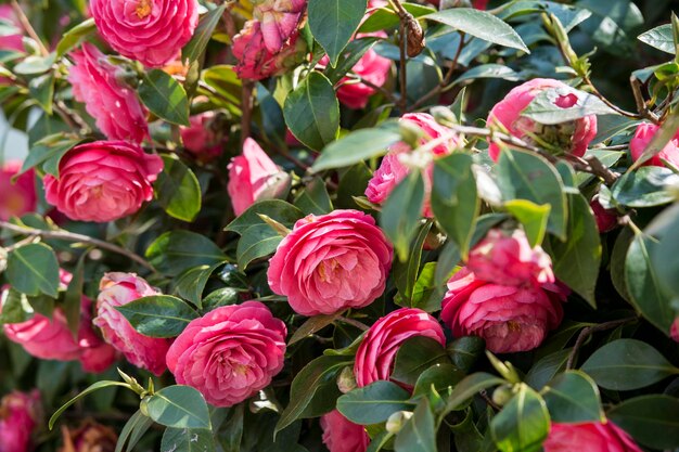 Foto prossimo piano di piante a fiori rosa