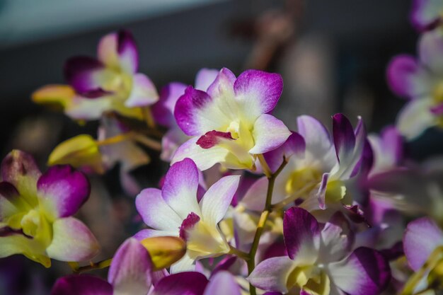 Photo close-up of pink flowering plants