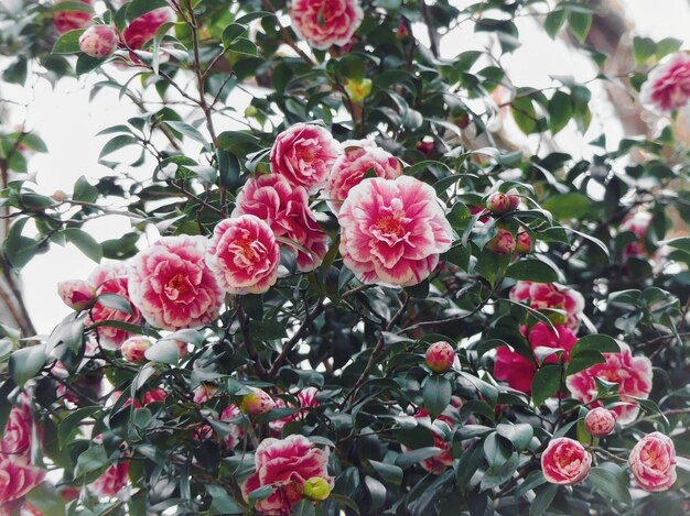 Photo close-up of pink flowering plants