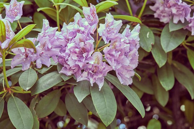 Photo close-up of pink flowering plants