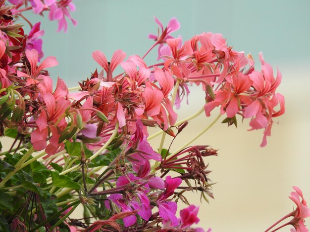 Foto prossimo piano di piante a fiori rosa