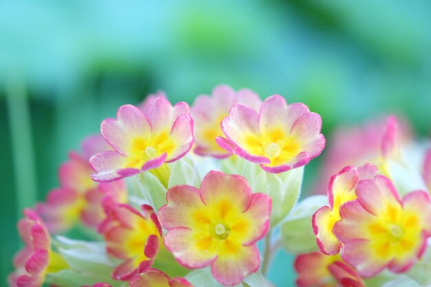 Close-up of pink flowering plants