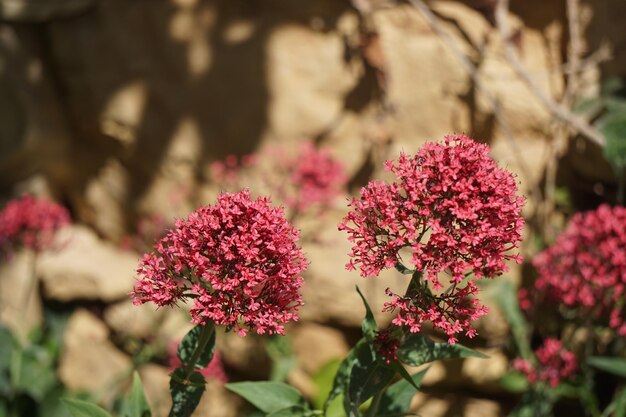 Foto prossimo piano di piante a fiori rosa