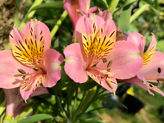 Photo close-up of pink flowering plants