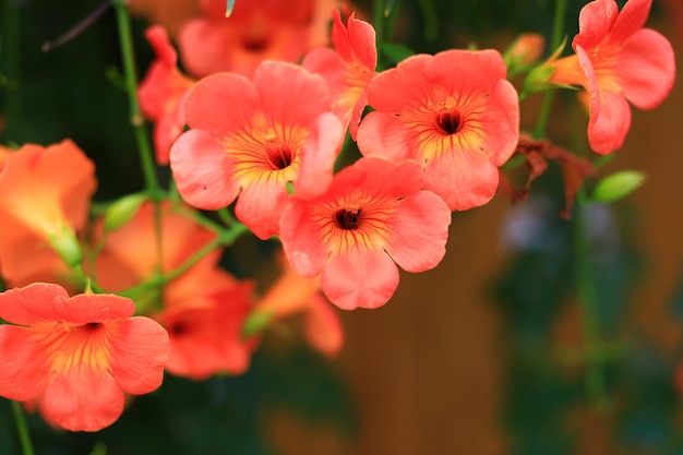 Close-up of pink flowering plants