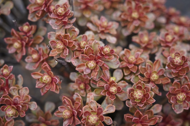 Foto prossimo piano di piante a fiore rosa