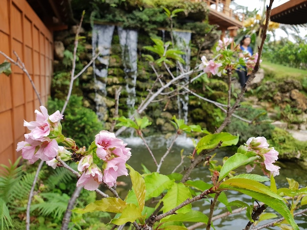 ピンクの花を ⁇ かせる植物のクローズアップ