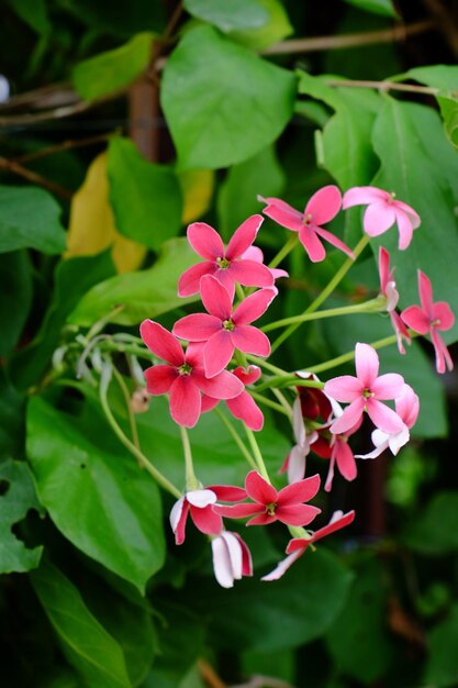 Photo close-up of pink flowering plants