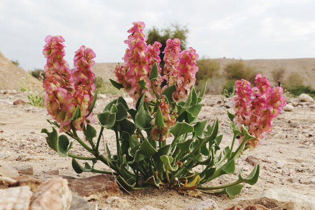 Close-up of pink flowering plants