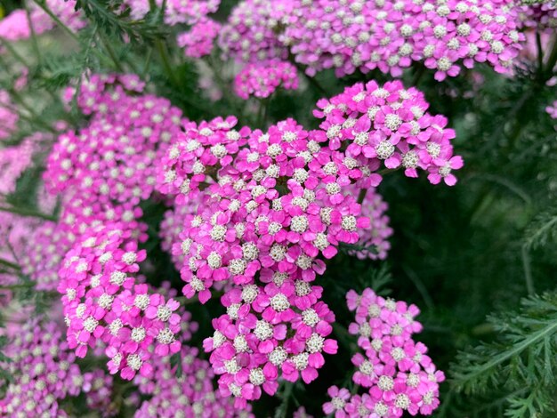 Close-up of pink flowering plants