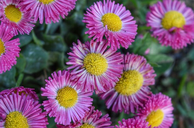 Close-up of pink flowering plants