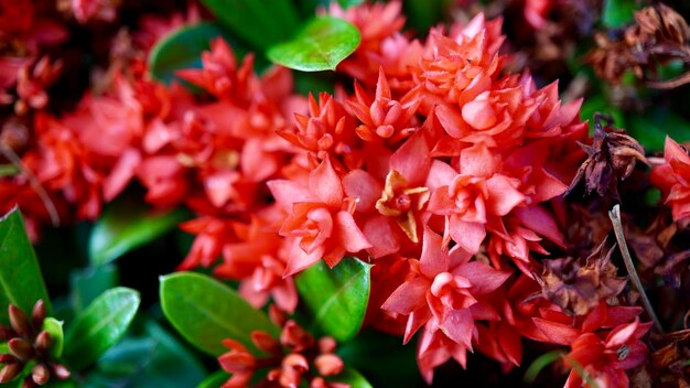 Foto prossimo piano di piante a fiori rosa