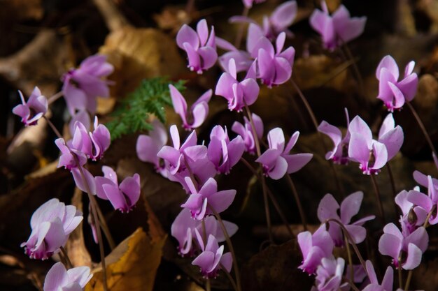 Photo close-up of pink flowering plants