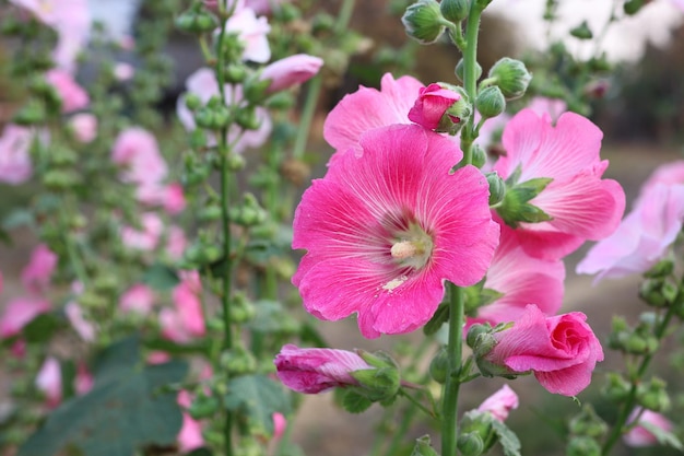 ピンクの花の植物のクローズアップ