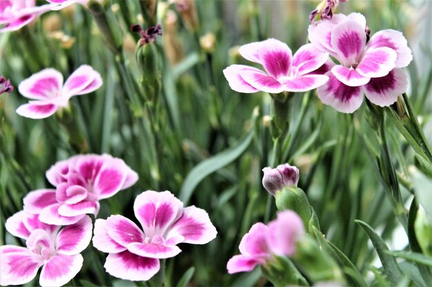 Close-up of pink flowering plants