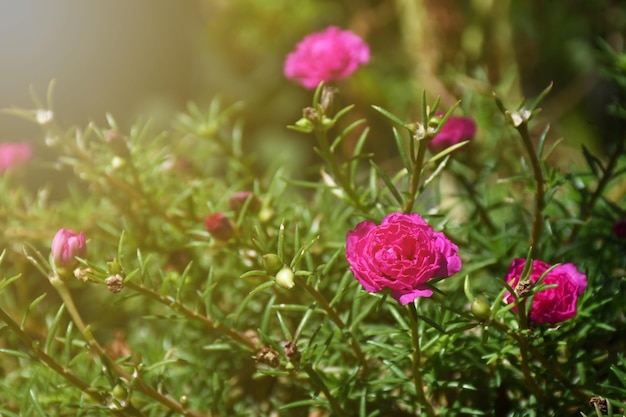 Close-up of pink flowering plants