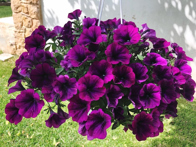 Foto prossimo piano di piante a fiori rosa