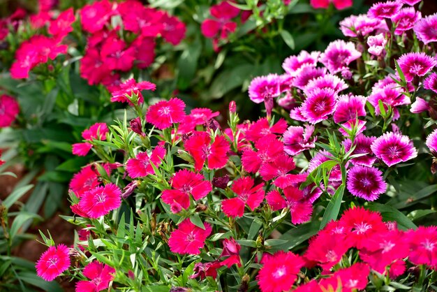 Close-up of pink flowering plants