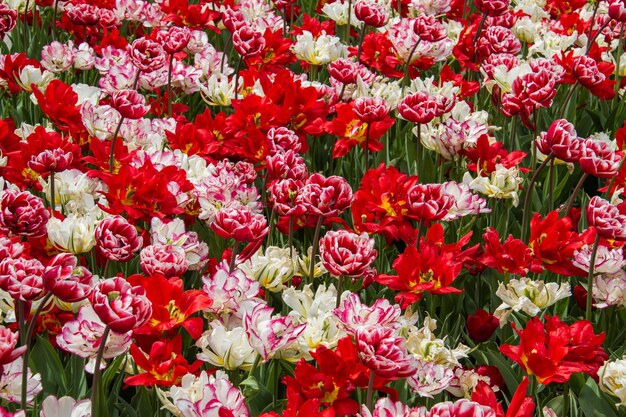 Close-up of pink flowering plants