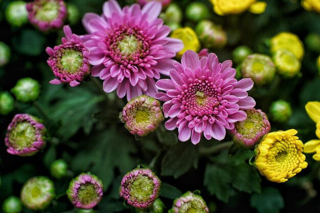 Photo close-up of pink flowering plants