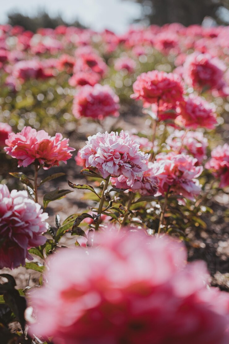 Photo ピンクの花を ⁇ かせる植物のクローズアップ