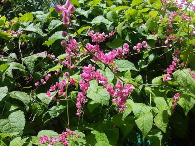 Foto prossimo piano di piante a fiore rosa