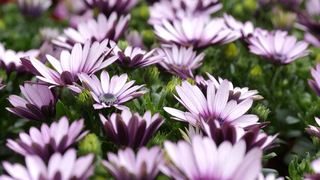 Photo close-up of pink flowering plants