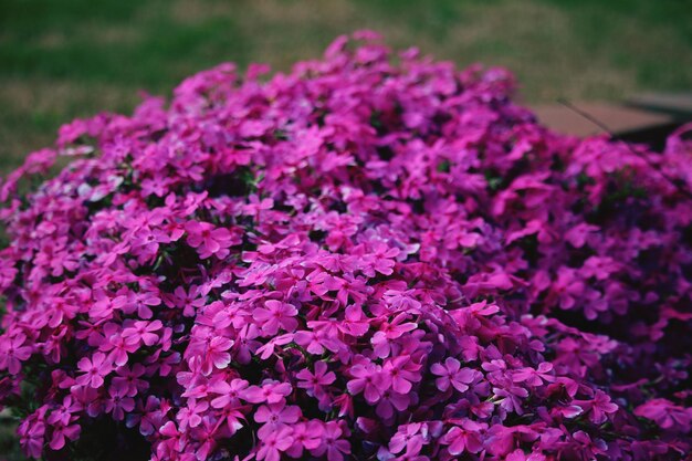 Photo close-up of pink flowering plants